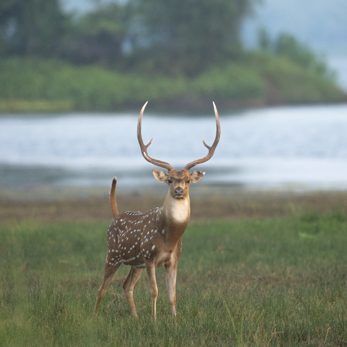 Responsible Safari | Deer
